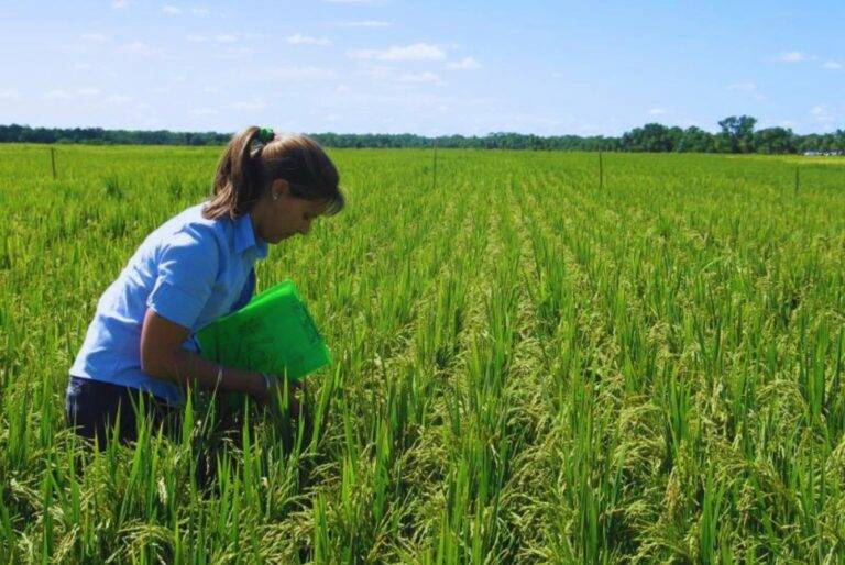 Angirú INTA CL: ajustan la fertilización nitrogenada para maximizar rendimiento