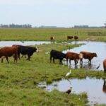 El Niño: anticiparse para reducir el impacto en los sistemas productivos