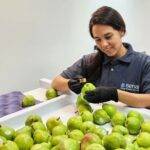 Inscripción en Renspa y programas de exportación para productores frutícolas de Río Negro y Neuquén