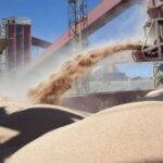 Inscripción para exportadores de granos de cebada, trigo, soja, sorgo y maíz a China