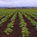 La fertilización foliar potencia el rendimiento de los cultivos