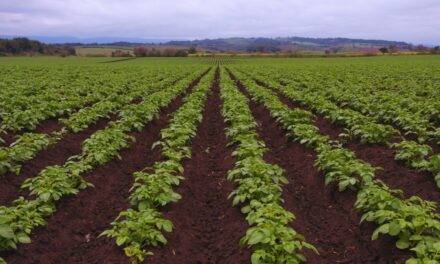 La fertilización foliar potencia el rendimiento de los cultivos