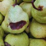 Identifican una enfermedad bacteriana que afecta a peras y manzanas