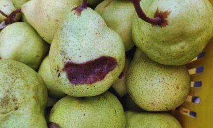 Identifican una enfermedad bacteriana que afecta a peras y manzanas