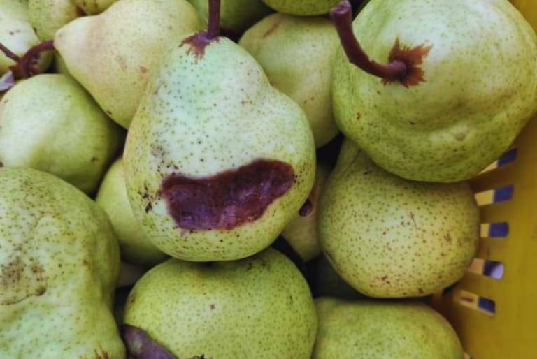 Identifican una enfermedad bacteriana que afecta a peras y manzanas