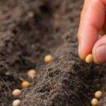 Una startup argentina aplica “electroshock” a las semillas para mejorarlas y reducir agroquímicos