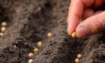 Una startup argentina aplica “electroshock” a las semillas para mejorarlas y reducir agroquímicos