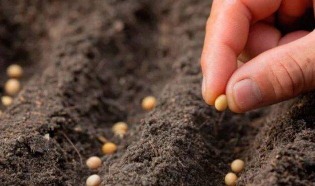 Una startup argentina aplica “electroshock” a las semillas para mejorarlas y reducir agroquímicos