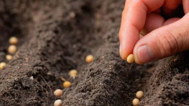 Una startup argentina aplica “electroshock” a las semillas para mejorarlas y reducir agroquímicos