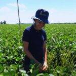 Soja: el manejo influye en la calidad industrial y nutracéutica del grano
