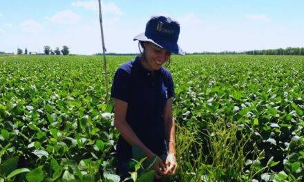 Soja: el manejo influye en la calidad industrial y nutracéutica del grano