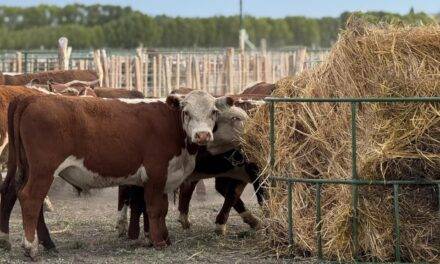 Se simplifican los requisitos para la inscripción de establecimientos de engorde a corral