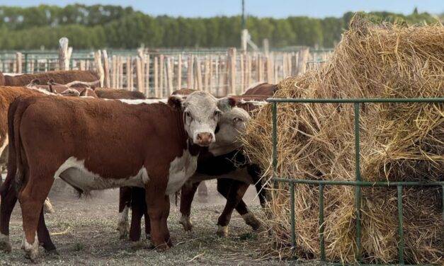 Se simplifican los requisitos para la inscripción de establecimientos de engorde a corral