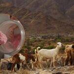 La Universidad de Jujuy desarrolla un yoguren polvo de leche de cabra y pitaya roja