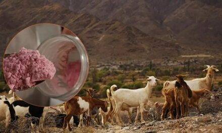 La Universidad de Jujuy desarrolla un yoguren polvo de leche de cabra y pitaya roja