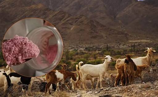 La Universidad de Jujuy desarrolla un yoguren polvo de leche de cabra y pitaya roja