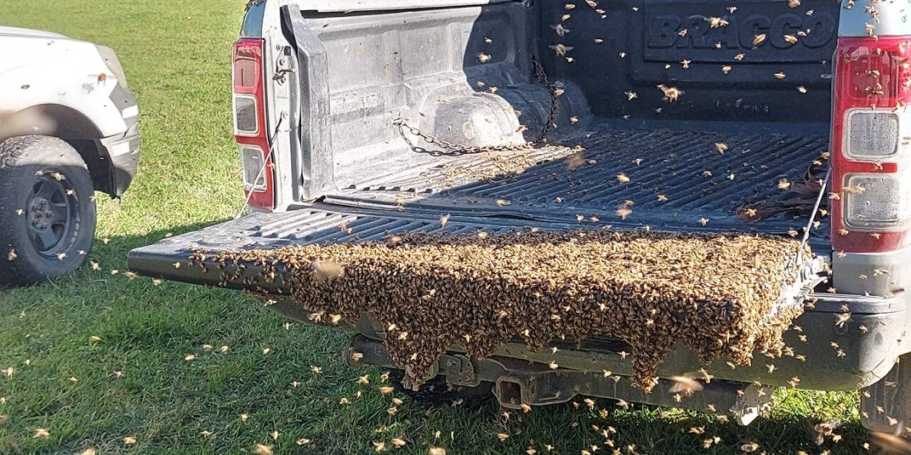 Enjambres de abejas: claves para actuar en la vía pública y domicilios