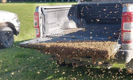 Enjambres de abejas: claves para actuar en la vía pública y domicilios