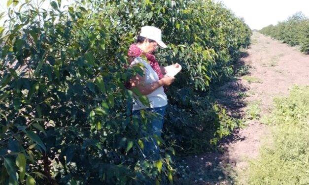 Con cortinas forestales, recuperan la productividad en el sudoeste chaqueño
