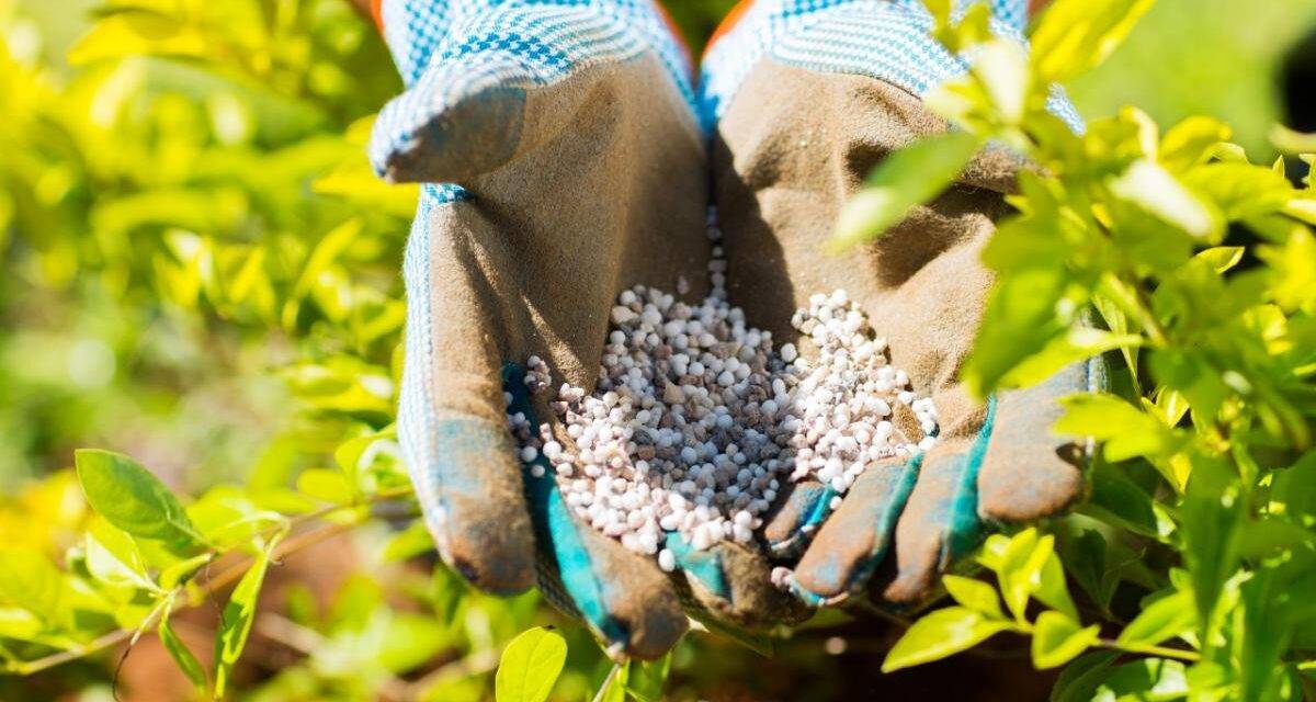 La fertilización nitrogenada  mejora el desempeño del  sorgo en suelos con restricciones