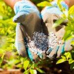 La fertilización nitrogenada  mejora el desempeño del  sorgo en suelos con restricciones