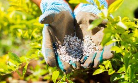 La fertilización nitrogenada  mejora el desempeño del  sorgo en suelos con restricciones