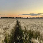 Cosecha récord en Córdoba: Será la mayor de los últimos 60 años y representará un tercio de la producción del país