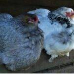 Buenos Aires: se detectó un caso de influenza aviar en aves de traspatio
