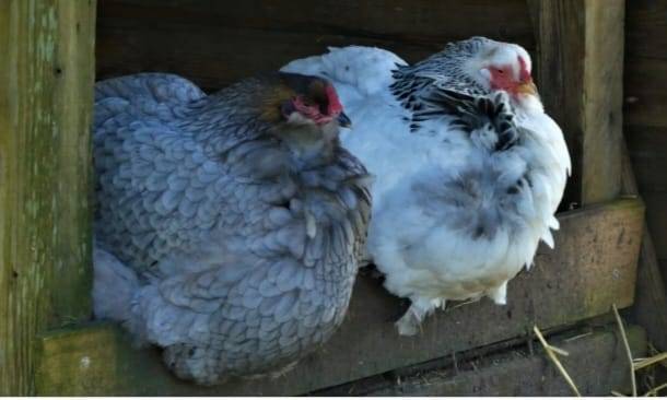 Buenos Aires: se detectó un caso de influenza aviar en aves de traspatio