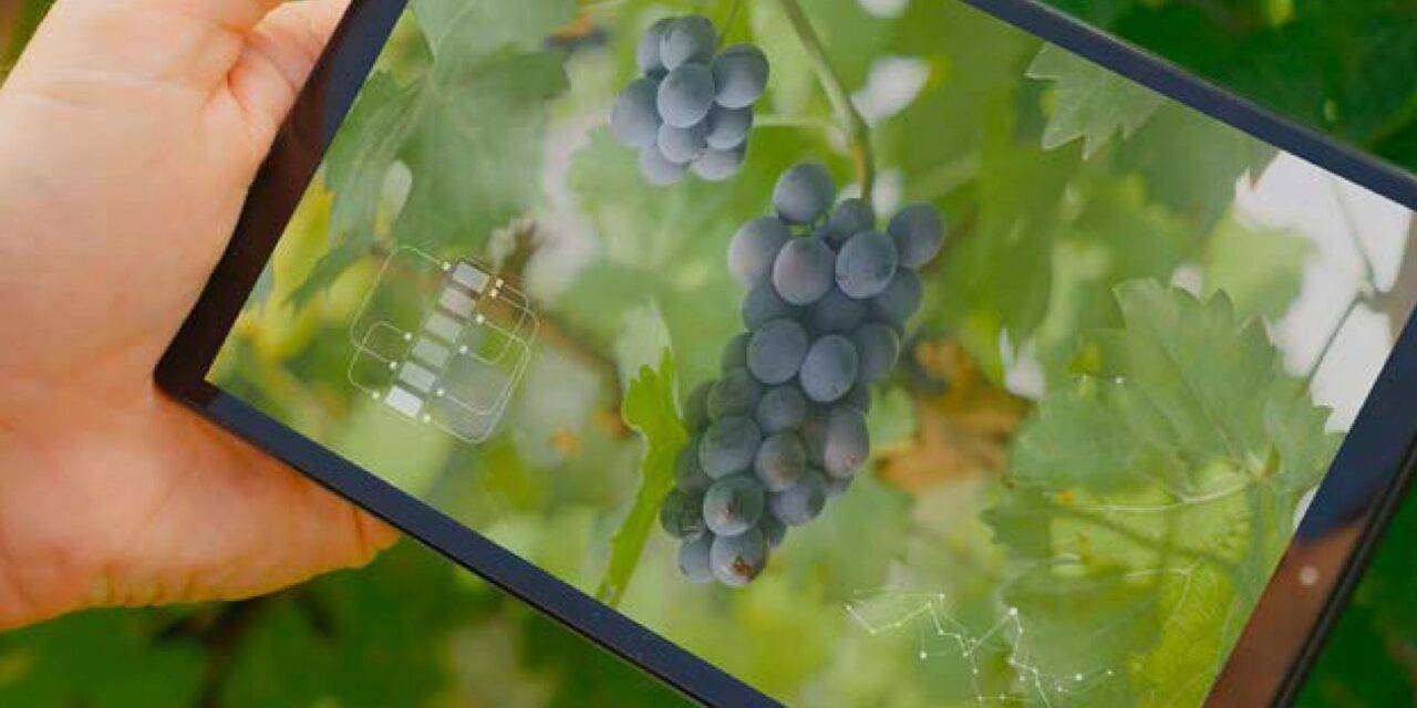 Avanza la transformación digital de la vitivinicultura argentina