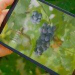 Avanza la transformación digital de la vitivinicultura argentina