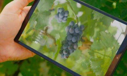 Avanza la transformación digital de la vitivinicultura argentina