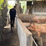 Triquinosis: realizaron controles en establecimientos porcinos de Río Tercero