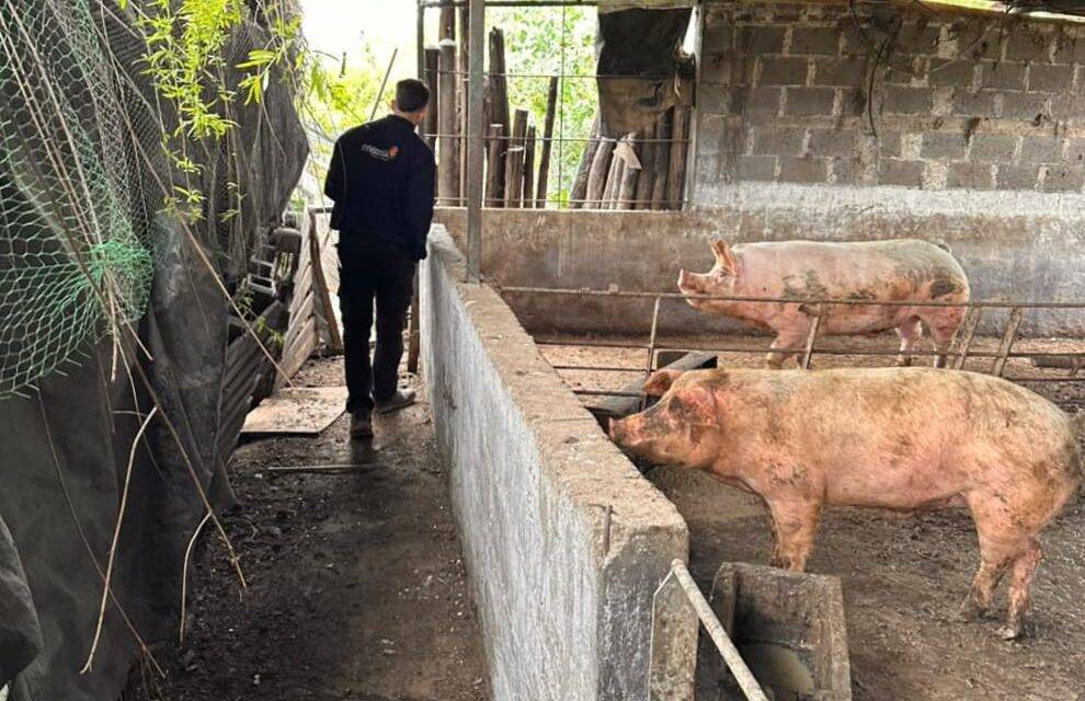 Triquinosis: realizaron controles en establecimientos porcinos de Río Tercero