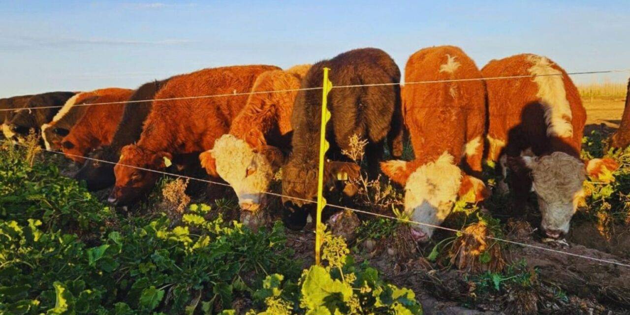Remolacha forrajera una alternativa para producir carne de calidad en invierno