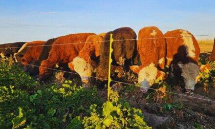 Remolacha forrajera una alternativa para producir carne de calidad en invierno