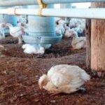 Continúan los muestreos serológicos en aves de traspatio para prevenir la Influenza aviar