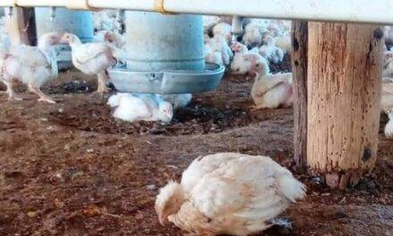 Continúan los muestreos serológicos en aves de traspatio para prevenir la Influenza aviar