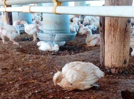Continúan los muestreos serológicos en aves de traspatio para prevenir la Influenza aviar