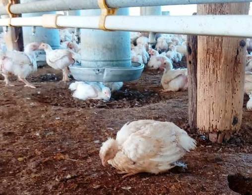 Continúan los muestreos serológicos en aves de traspatio para prevenir la Influenza aviar