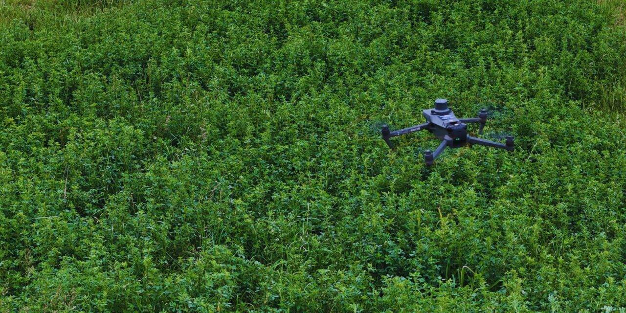 Alfalfa: desarrollan una herramienta para detectar  malezas con  drones comerciales