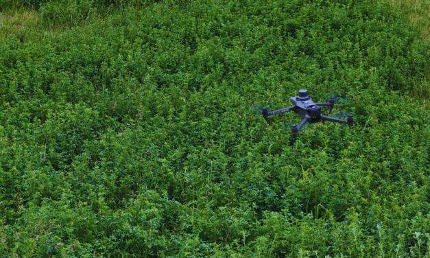 Alfalfa: desarrollan una herramienta para detectar  malezas con  drones comerciales